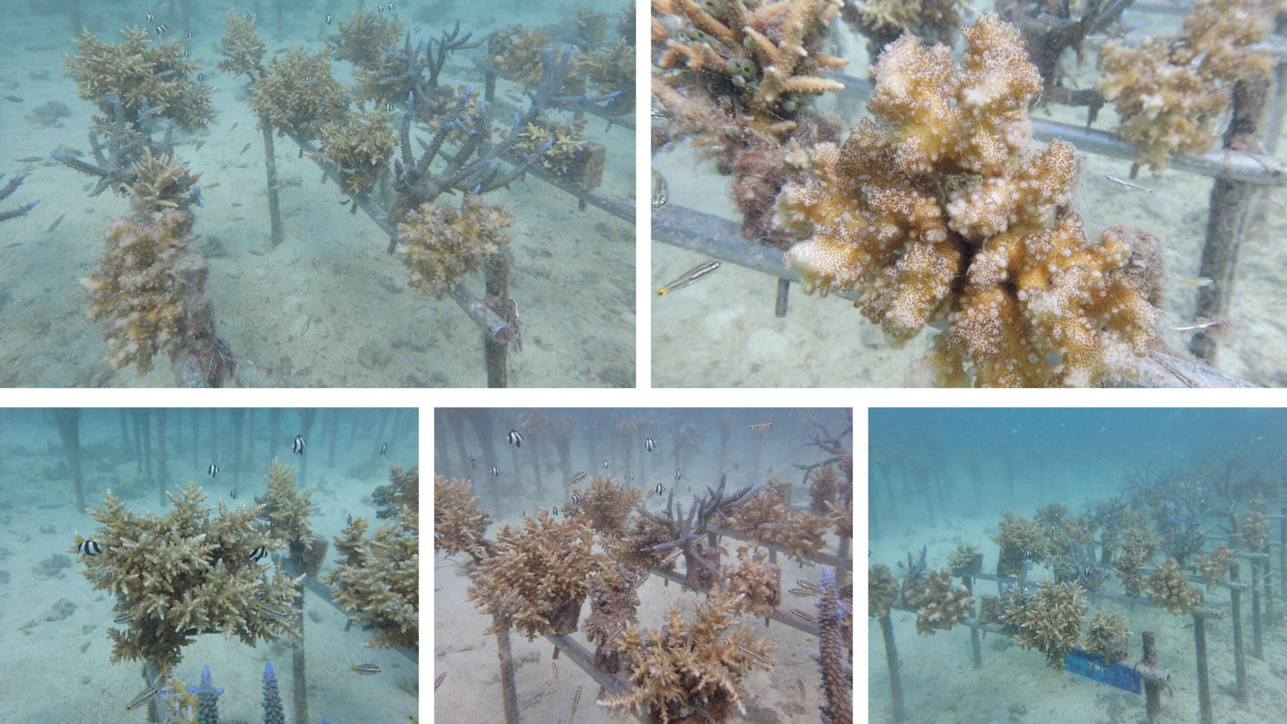 ＝NPO法人アクアプラネット『3935 プロジェクト』サンゴの成長報告＝